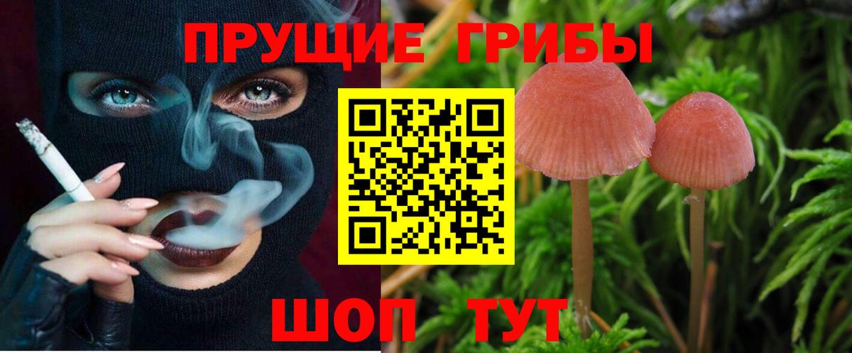 Галлюциногенные грибы Psilocybe Отрадное